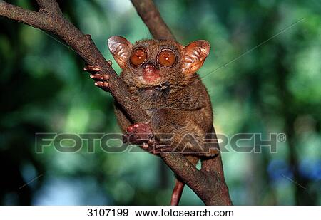 Philippine tarsier (Tarsius syrichta) sitting on branch, Bohol, Philippines View Large Photo Image Stock Photo - Philippine tarsier (Tarsius syrichta) sitting on branch, Bohol, Philippines . Fotosearch