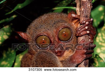 Philippine tarsier (Tarsius syrichta), Bohol, Philippines, portrait View Large Photo Image Stock Photography - Philippine tarsier (Tarsius syrichta), Bohol, Philippines, portrait . Fotosearch