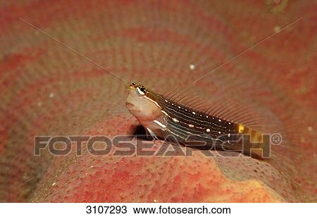 Pictus blenny (Ecsenius pictus), Philippines, Bohol Sea, Pacific Ocean, side view View Large Photo Image Stock Image - Pictus blenny (Ecsenius pictus), Philippines, Bohol Sea, Pacific Ocean, side view . Fotosearch