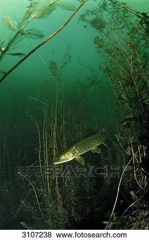 Pike (Esox lucius) amidst aquatic plants, Bavaria, Germany, underwater shot View Large Photo Image Stock Photo - Pike (Esox lucius) amidst aquatic plants, Bavaria, Germany, underwater shot . Fotosearch