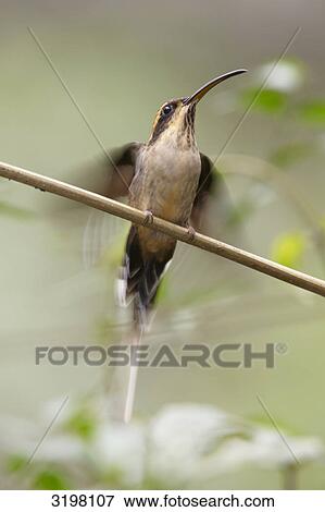 Stock Photo - Planalto Hermit (Phaethornis pretrei), Foz do Iguacu, Brazil, view from below . Fotosearch