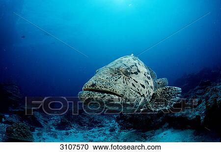Potato grouper (Epinephelus tukula), Myanmar, Andaman sea, close-up View Large Photo Image Stock Image - Potato grouper (Epinephelus tukula), Myanmar, Andaman sea, close-up . Fotosearch