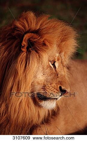 Potrait of a male lion, Kruger National Park, Republic of South Africa, side view View Large Photo Image Stock Photo - Potrait of a male lion, Kruger National Park, Republic of South Africa, side view . Fotosearch