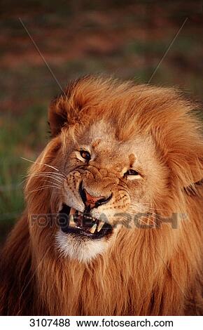 Potrait of a snarling lion (Panthera leo), Kruger National Park, Republic of South Africa, front view View Large Photo Image Stock Photo - Potrait of a snarling lion (Panthera leo), Kruger National Park, Republic of South Africa, front view . Fotosearch