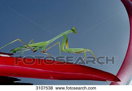 Praying mantis (Mantidae), Bahamas, side view View Large Photo Image Stock Photo - Praying mantis (Mantidae), Bahamas, side view . Fotosearch