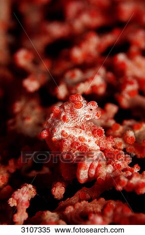 Stock Photography - Pygmy Seahorse (Hippocampus bargibanti) on sea fan coral, Komodo National Park, Indonesia, close-up . Fotosearch