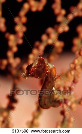 Pygmy Seahorse (Hippocampus bargibanti), Sulawesi, Indian Ocean, Indonesia, side view View Large Photo Image Stock Photo - Pygmy Seahorse (Hippocampus bargibanti), Sulawesi, Indian Ocean, Indonesia, side view . Fotosearch