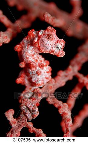 Pygmy Seahorse (Hippocampus bargibanti), Papua-Neuguinea, side view View Large Photo Image Stock Photography - Pygmy Seahorse (Hippocampus bargibanti), Papua-Neuguinea, side view . Fotosearch