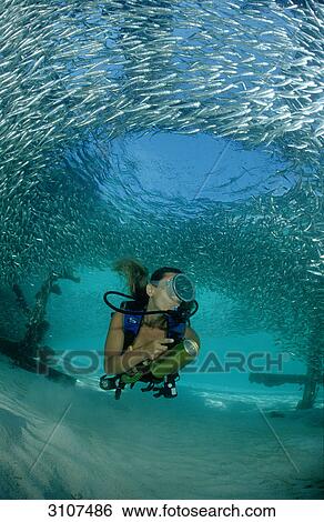 Stock Photograph - Pygmy sweeper (Parapriacanthus ransonneti) and Scuba diver, Lankayan, Malaysia, Pacific Ocean . Fotosearch