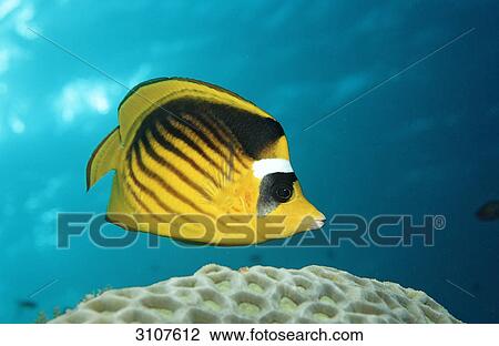 Racoon Butterflyfish (Chaetodon fasciatus), Sudan, Red Sea, side view View Large Photo Image Stock Image - Racoon Butterflyfish (Chaetodon fasciatus), Sudan, Red Sea, side view . Fotosearch