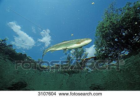 Rainbow Trout (Oncorhynchus mykiss) close to water surface, Germany, Bavaria, underwater shot View Large Photo Image Picture - Rainbow Trout (Oncorhynchus mykiss) close to water surface, Germany, Bavaria, underwater shot . Fotosearch