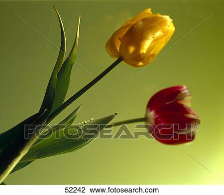 Red and yellow tulip flowers on green background View Large Photo Image Stock Image - Red and yellow tulip flowers on green background . Fotosearch