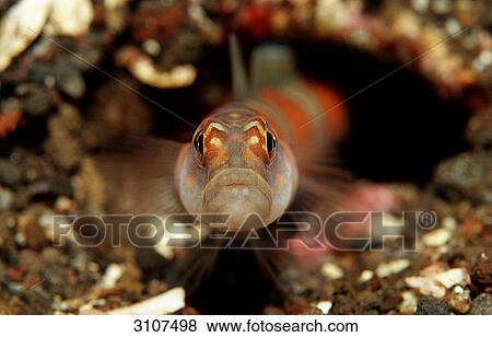 Red-banded prawn-goby (Amlyeleotris fasciata), Komodo National Park, Indonesia, Indian Ocean, front view View Large Photo Image Stock Photo - Red-banded prawn-goby (Amlyeleotris fasciata), Komodo National Park, Indonesia, Indian Ocean, front view . Fotosearch