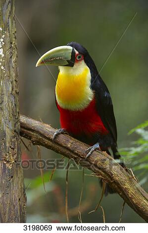Stock Photo - Red-breasted Toucan (Ramphastos dicolorus), Foz do Iguacu, Brazil . Fotosearch
