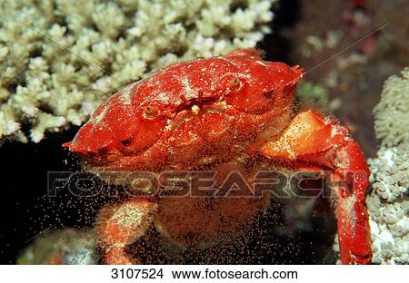 Red crab (Etisus splendidus) releasing eggs, Sudan, Red Sea, front view View Large Photo Image Picture - Red crab (Etisus splendidus) releasing eggs, Sudan, Red Sea, front view . Fotosearch