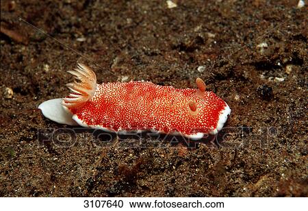 Red nudibranch (Cromodoris reticulata) on seabed, Komodo National Park, Indonesia, underwater shot View Large Photo Image Stock Image - Red nudibranch (Cromodoris reticulata) on seabed, Komodo National Park, Indonesia, underwater shot . Fotosearch