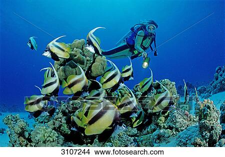 Picture - Red sea Bannerfishes (Hiniochus intermedius) and scuba diver in coral reef, Hurghada, Egypt, Red Sea . Fotosearch