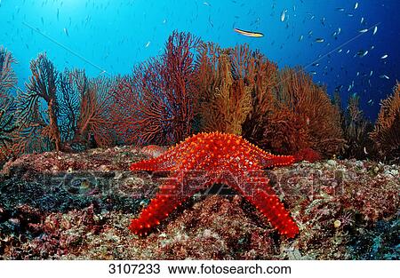 Red Starfish (Asteroidea) on coral reef, Sea of Cortez, Mexico, underwater shot, close-up View Large Photo Image Stock Image - Red Starfish (Asteroidea) on coral reef, Sea of Cortez, Mexico, underwater shot, close-up . Fotosearch