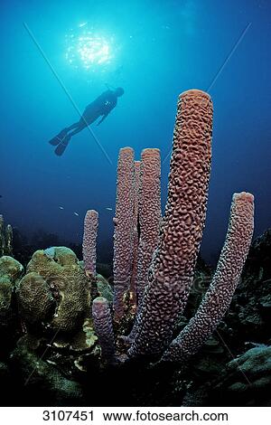 Stock Image - Red tube sponge with scuba diver in the background, British Virgin Islands, Caribbean Sea, underwater shot . Fotosearch