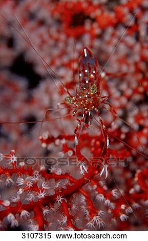 Stock Photography - Red-white spottet cleaner shrimp (Leandrites cyrtorhynchus), Komodo National Park, Indonesia, Indian Ocean . Fotosearch