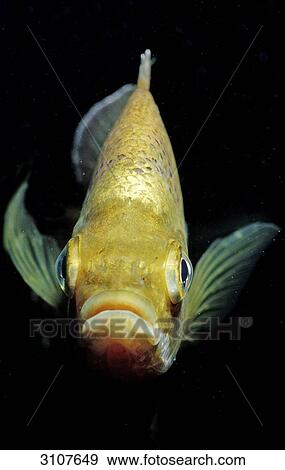 Redbreast Sunfish (Lepomis auritus) Florida, USA, front view View Large Photo Image Stock Photo - Redbreast Sunfish (Lepomis auritus) Florida, USA, front view . Fotosearch