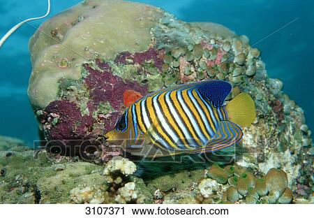 Regal Angelfish (Pygoplites diacanthus) in coral reef, Lankayan, Malaysia, Pacific Ocean, side view View Large Photo Image Stock Image - Regal Angelfish (Pygoplites diacanthus) in coral reef, Lankayan, Malaysia, Pacific Ocean, side view . Fotosearch