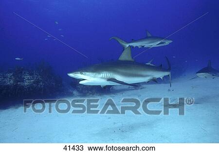 Stock Image - Requiem shark (Carcharhinidae) fish swimming underwater . Fotosearch