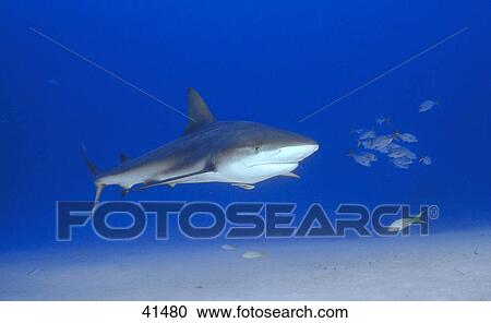 Stock Image - Requiem shark (Carcharhinidae) swimming underwater, Bahamas . Fotosearch