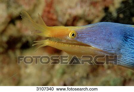Ribbon Eel (Rhinomuraena quaesita), Mabul, Malaysia, Pacific Ocean, close-up View Large Photo Image Stock Image - Ribbon Eel (Rhinomuraena quaesita), Mabul, Malaysia, Pacific Ocean, close-up . Fotosearch