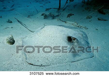Roughtail Stingray (Dasyatis centroura) lying on seabed, British Virgin Islands, Caribbean Sea View Large Photo Image Stock Photography - Roughtail Stingray (Dasyatis centroura) lying on seabed, British Virgin Islands, Caribbean Sea . Fotosearch