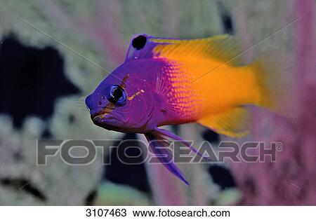 Royal gramma (Gramma loreto), British Virgin Islands, Caribbean Sea, close-up View Large Photo Image Stock Image - Royal gramma (Gramma loreto), British Virgin Islands, Caribbean Sea, close-up . Fotosearch