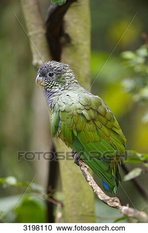 Scaly-headed Parrot (Pionus maximiliani), Foz do Iguacu, Brazil, close-up View Large Photo Image Stock Image - Scaly-headed Parrot (Pionus maximiliani), Foz do Iguacu, Brazil, close-up . Fotosearch