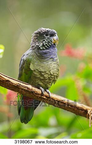 Stock Photo - Scaly-headed Parrot (Pionus maximiliani), Foz do Iguacu, Brazil, close-up . Fotosearch