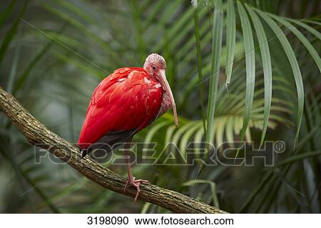 Scarlet ibis (Eudocimus ruber) on branch, Foz do Iguacu, Brazil View Large Photo Image Stock Image - Scarlet ibis (Eudocimus ruber) on branch, Foz do Iguacu, Brazil . Fotosearch