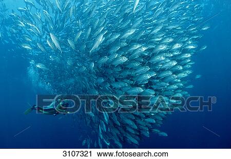 School of Bigeye trevallies (Caranx sexfasciatus) and scuba diver, Tioman Island, Malaysia, South Chinese Sea View Large Photo Image Stock Image - School of Bigeye trevallies (Caranx sexfasciatus) and scuba diver, Tioman Island, Malaysia, South Chinese Sea . Fotosearch