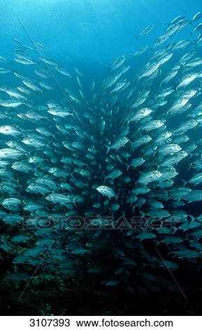 School of Bigeye trevallies (Caranx sexfasciatus), Sipadan, Malaysia, Pacific ocean View Large Photo Image Stock Image - School of Bigeye trevallies (Caranx sexfasciatus), Sipadan, Malaysia, Pacific ocean . Fotosearch