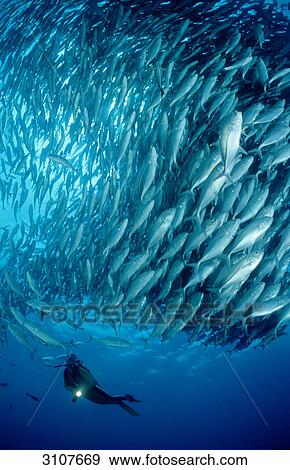 School of Bigeye trevallies (Caranx sexfasciatus) and scuba diver, Tioman Island, Malaysia, South Chinese Sea View Large Photo Image Stock Photo - School of Bigeye trevallies (Caranx sexfasciatus) and scuba diver, Tioman Island, Malaysia, South Chinese Sea . Fotosearch