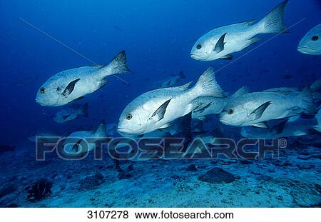 Stock Photo - School of Black snappers (Macolor niger), Ari Atoll, Maldives, Indian Ocean, side view . Fotosearch