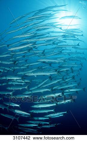 Stock Image - School of Blackfin Barracudas (Sphyraena qenie), Philippines, Pacific Ocean . Fotosearch