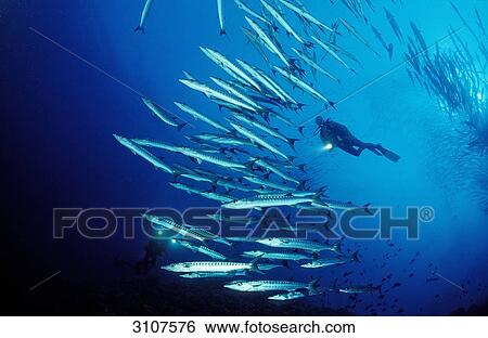 School of Blackfin barracudas (Sphyraena qenie) and scuba diver, Sudan, Africa, Red Sea View Large Photo Image Stock Photograph - School of Blackfin barracudas (Sphyraena qenie) and scuba diver, Sudan, Africa, Red Sea . Fotosearch