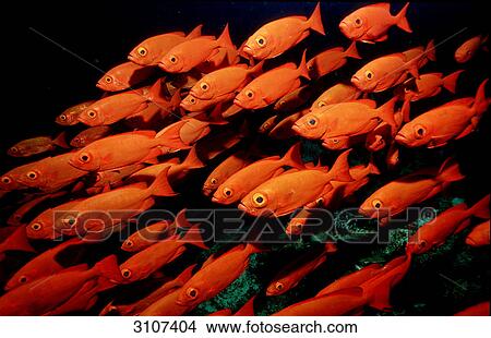 Picture - School of Crescent-tail bigeyes (Priacanthus hamrur), Tioman Island, Malaysia, South Chinese Sea, side view . Fotosearch