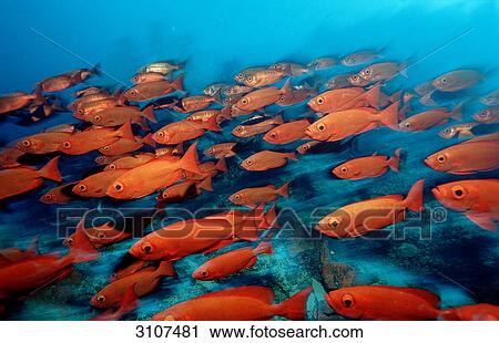 School of Crescent-tail Bigeyes (Priacanthus hamrur), Ari Atoll, Maldives, Indian Ocean, side view View Large Photo Image Stock Image - School of Crescent-tail Bigeyes (Priacanthus hamrur), Ari Atoll, Maldives, Indian Ocean, side view . Fotosearch