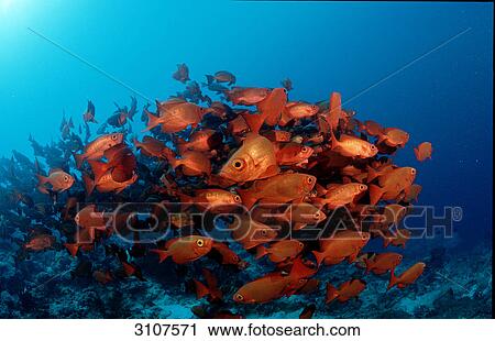 School of Crescent-tail bigeyes (Priacanthus hamrur), Ari Atoll, Maldives, Indian Ocean View Large Photo Image Stock Image - School of Crescent-tail bigeyes (Priacanthus hamrur), Ari Atoll, Maldives, Indian Ocean . Fotosearch