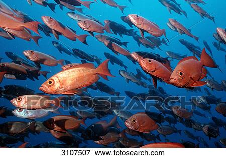 School of Crescent-tail Bigeyes (Priacanthus hamrur), Ari Atoll, Maldives, Indian Ocean View Large Photo Image Stock Photo - School of Crescent-tail Bigeyes (Priacanthus hamrur), Ari Atoll, Maldives, Indian Ocean . Fotosearch