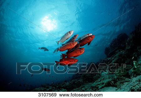 School of Crescent-tail Bigeyes (Priacanthus hamrur), Sipadan, Malaysia, Pacific Ocean, view from below View Large Photo Image Stock Photo - School of Crescent-tail Bigeyes (Priacanthus hamrur), Sipadan, Malaysia, Pacific Ocean, view from below . Fotosearch