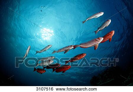 School of Crescent-tail Bigeyes (Priacanthus hamrur), Sipadan, Malaysia, Pacific Ocean, view from below View Large Photo Image Stock Photograph - School of Crescent-tail Bigeyes (Priacanthus hamrur), Sipadan, Malaysia, Pacific Ocean, view from below . Fotosearch