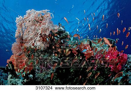 School of fish in coral reef, Komodo National Park, Indonesia, Indian Ocean, underwater shot View Large Photo Image Picture - School of fish in coral reef, Komodo National Park, Indonesia, Indian Ocean, underwater shot . Fotosearch