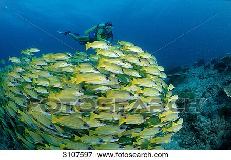 School of fivelined snappers (Lutjanus quinquelineatus) and scuba divers, Ari Atoll, Maldives, Indian Ocean View Large Photo Image Stock Photo - School of fivelined snappers (Lutjanus quinquelineatus) and scuba divers, Ari Atoll, Maldives, Indian Ocean . Fotosearch