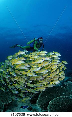 School of fivelined snappers (Lutjanus quinquelineatus) and scuba divers, Ari Atoll, Maldives, Indian Ocean View Large Photo Image Stock Photograph - School of fivelined snappers (Lutjanus quinquelineatus) and scuba divers, Ari Atoll, Maldives, Indian Ocean . Fotosearch