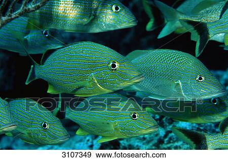 School of French Grunts (Haemulon flavolineatum), British Virgin Islands, Caribbean Sea, side view View Large Photo Image Stock Photo - School of French Grunts (Haemulon flavolineatum), British Virgin Islands, Caribbean Sea, side view . Fotosearch